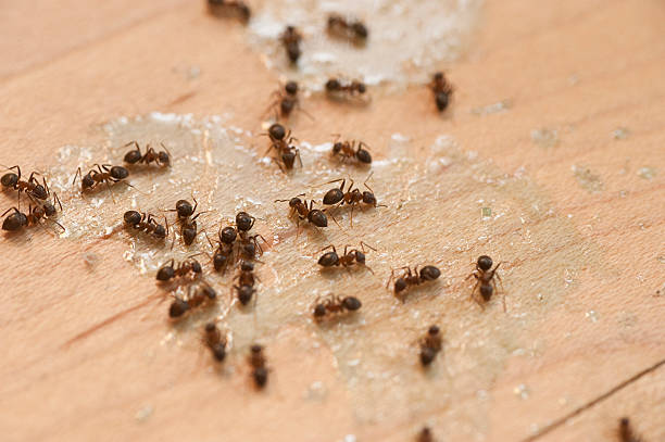 Best Ant Control Services  in Monmouth, OR
